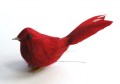 Veren vogel rood wipstaart 207446